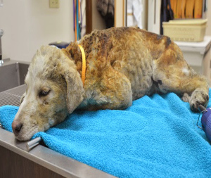 Red Lake Puppy.mov.Still001